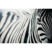 Чорно-білі полоски зебри
