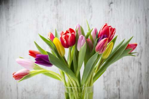 Кольоровий букет весняних тюльпанів