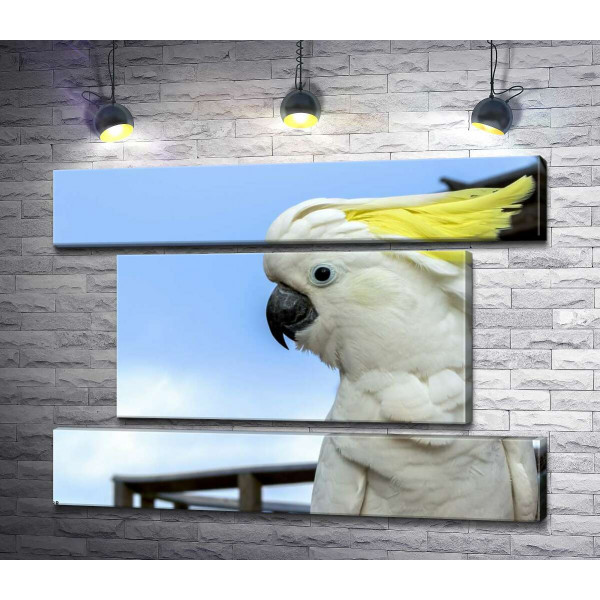 Белый попугай какаду с желтой челкой