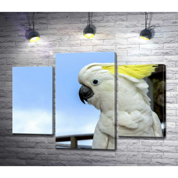 Білий папуга какаду з жовтим чубом