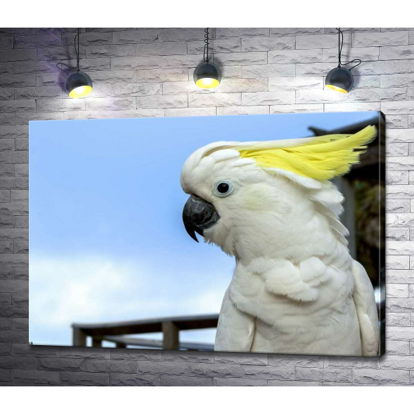 Білий папуга какаду з жовтим чубом