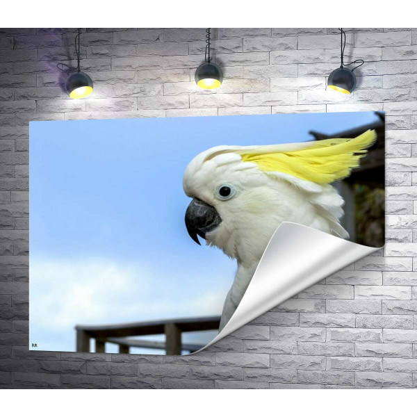Белый попугай какаду с желтой челкой