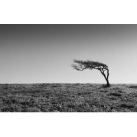 Одинокое дерево стоит среди поля