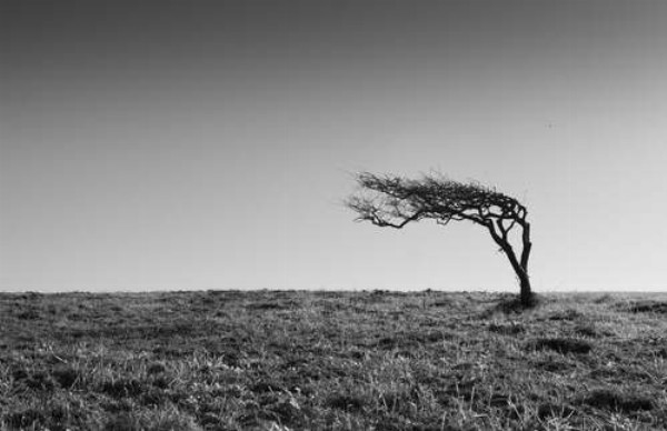 Самотнє дерево стоїть серед поля