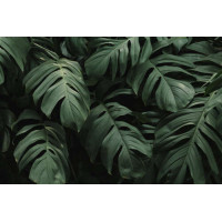 Ажурные листья тропической лианы монстеры