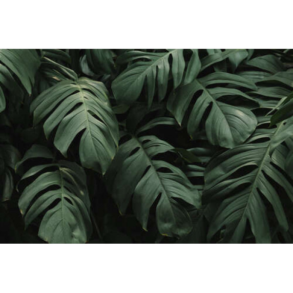 Ажурне листя тропічної ліани монстери