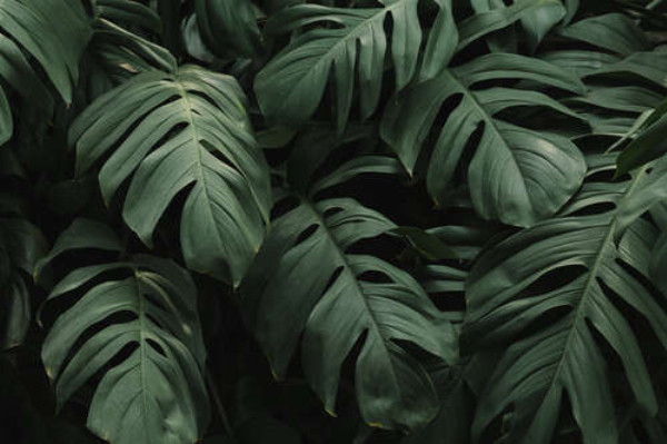 Ажурные листья тропической лианы монстеры
