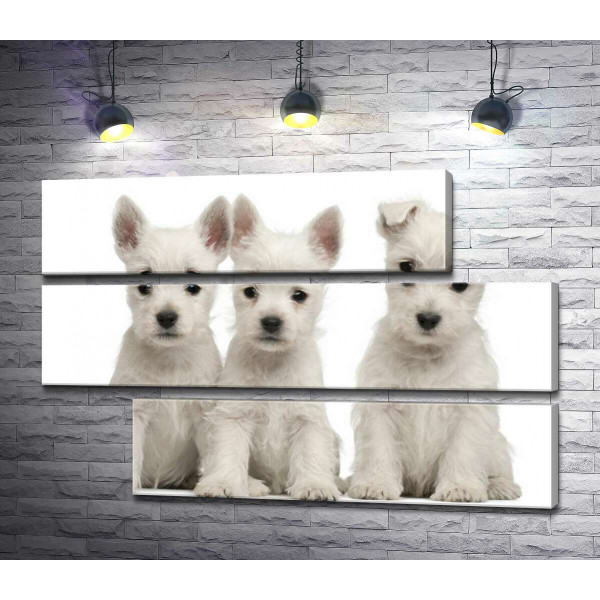 Три белых щенка мило сидят