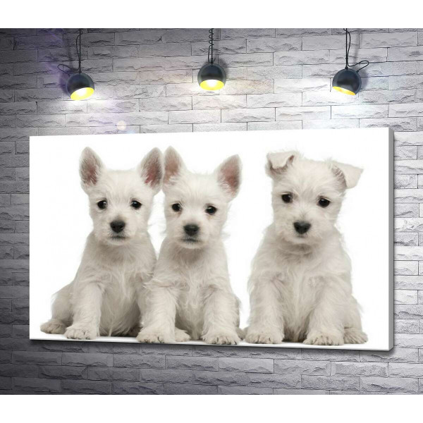 Три белых щенка мило сидят