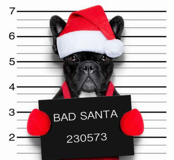 Святковий чорний бульдог - "Bad Santa"