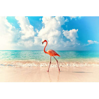 Фламинго гуляет по берегу моря