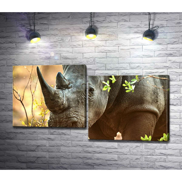 Черный носорог гуляет между деревьями