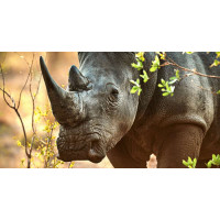 Чорний носоріг прогулюється між дерев