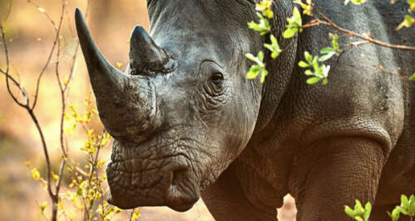 Черный носорог гуляет между деревьями