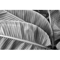 Черно-белые оттенки пальмовых листьев