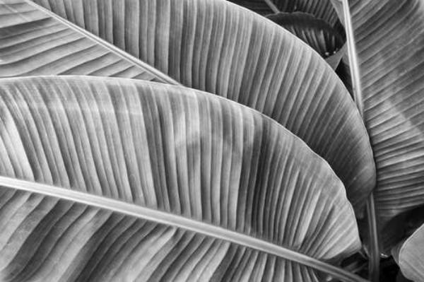 Черно-белые оттенки пальмовых листьев
