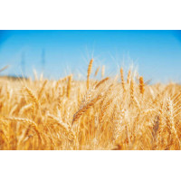 Золотая пшеница колосится на солнце