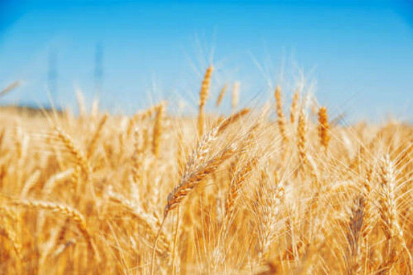 Золотая пшеница колосится на солнце