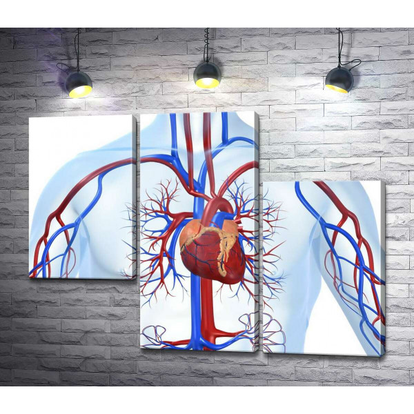 Сердце в центре кровеносной системы человека