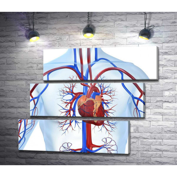 Серце в центрі кровоносної системи людини