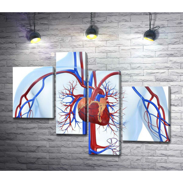 Серце в центрі кровоносної системи людини