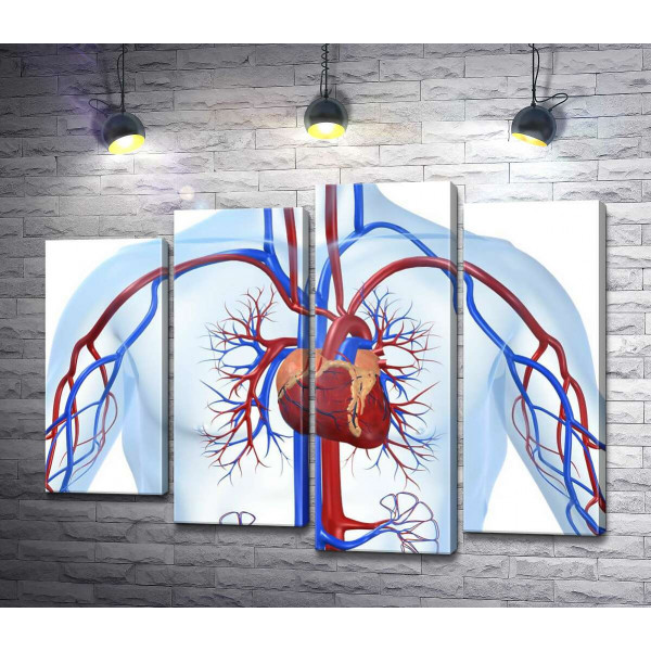 Сердце в центре кровеносной системы человека