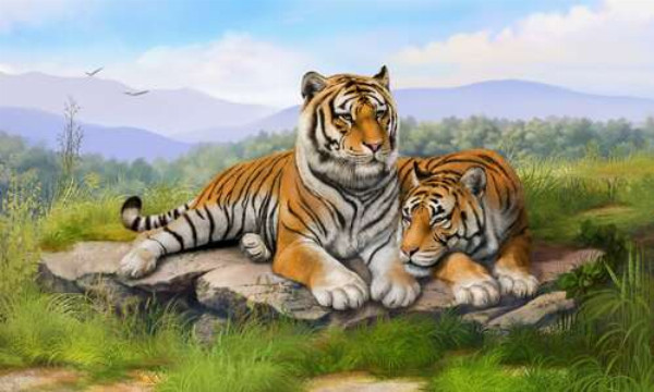 Пара тигров отдыхает на камне среди травы