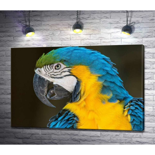 Голубовато-желтый профиль попугая ара