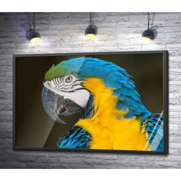 Голубовато-желтый профиль попугая ара
