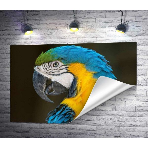Блакитно-жовтий профіль папуги ара