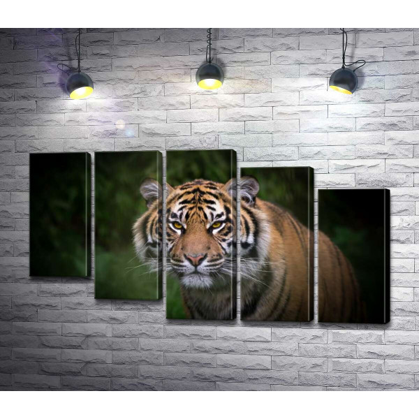 Бенгальський тигр тихо наближається