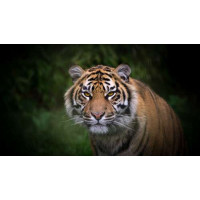 Бенгальский тигр тихо приближается