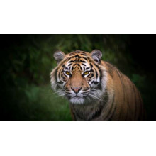Бенгальський тигр тихо наближається