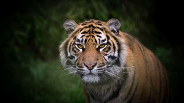 Бенгальский тигр тихо приближается