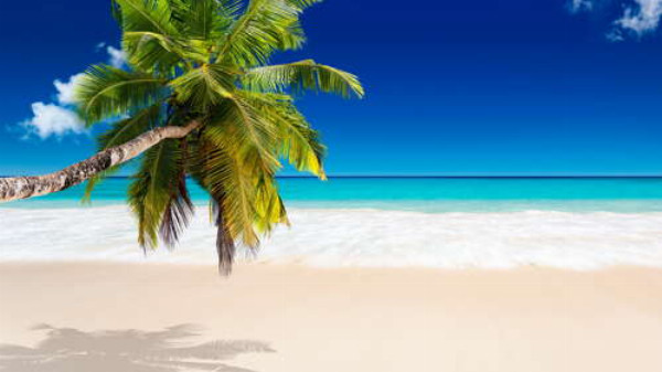 Пышные листья пальмы наклонились над чистым песком морского пляжа