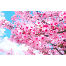 Розовое цветение дерева весной