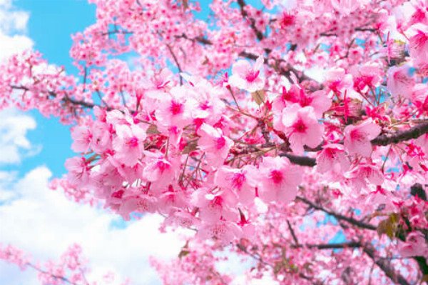 Розовое цветение дерева весной