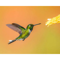 Изумрудный колибри летит к цветку