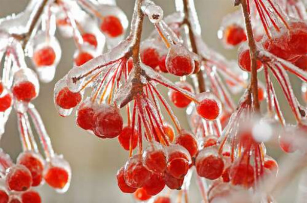 Червоні ягоди калини покрились льодом