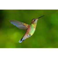 Ажурные крылышки неутомимого колибри