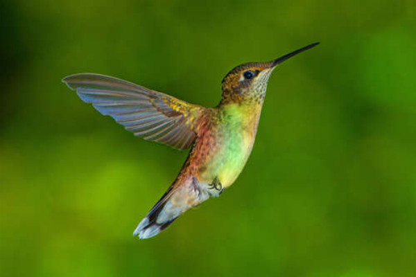 Ажурные крылышки неутомимого колибри