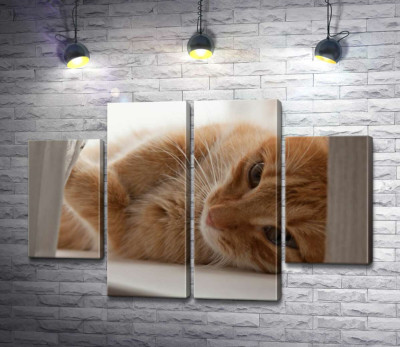 Рыжий котенок играет с занавеской