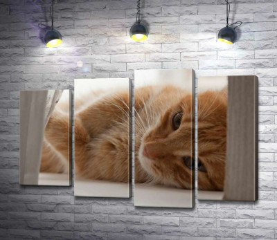 Рыжий котенок играет с занавеской