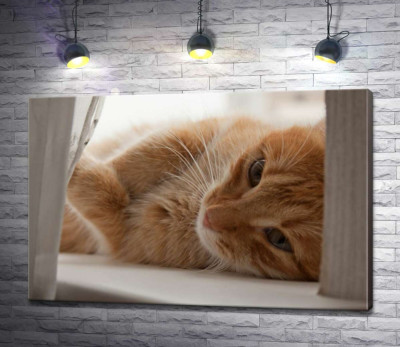 Рыжий котенок играет с занавеской