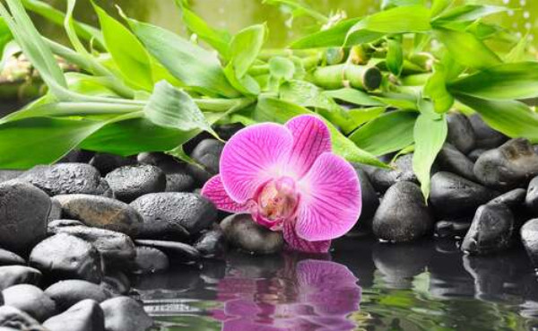 Релакс у воды с каменистым берегом, орхидеей и бамбуком