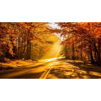 Солнечные лучи пробиваются ниточками сквозь осенние листья на дорогу