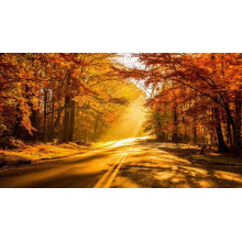 Солнечные лучи пробиваются ниточками сквозь осенние листья на дорогу