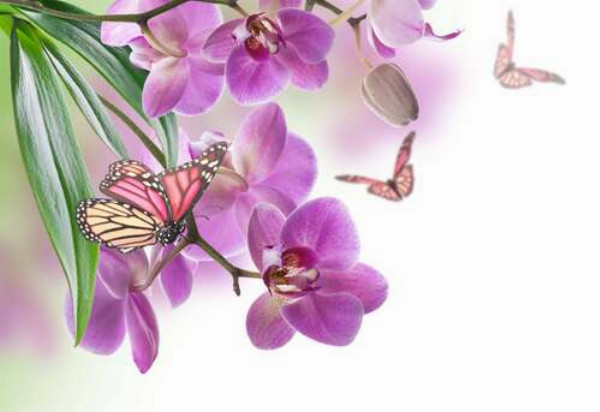 Сиреневые орхидеи в окружении ажурных силуэтов бабочек