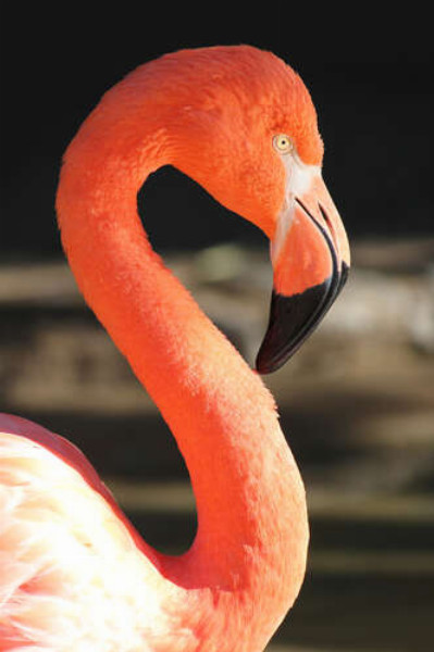 Персиковый цвет силуэта грациозного фламинго