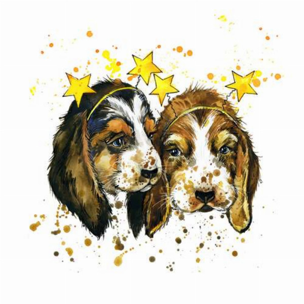 Двое щенков биглей в обручах-звездочках